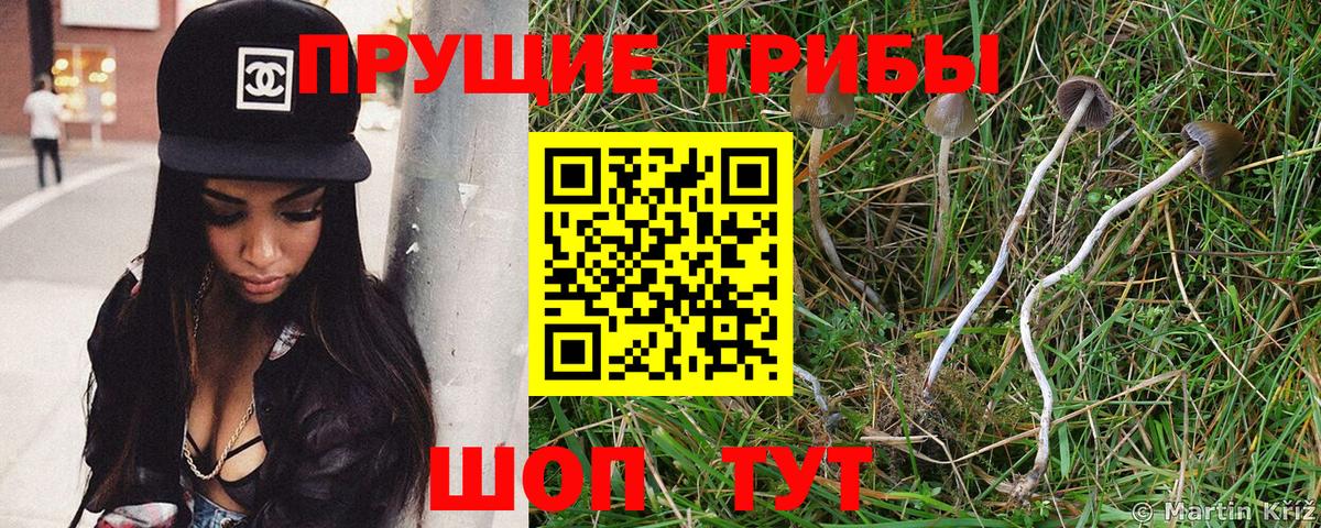 Майкоп  Псилоцибиновые грибы прущие грибы  как найти закладки  Псилоцибиновые грибы прущие грибы  Вход с VPN 